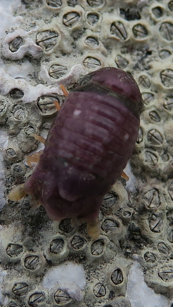 Dynamenopsis