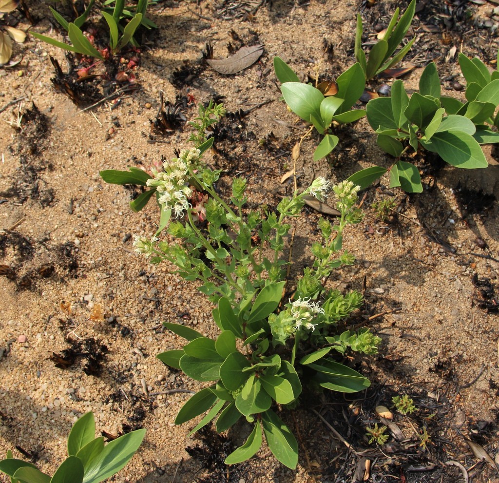 Stomatanthes tundavalaensis