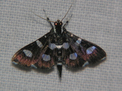 Desmia discrepans