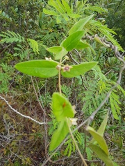 Vincetoxicum indicum