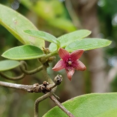 Vincetoxicum indicum