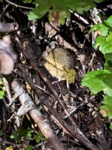 Southern Pacific Jumping Mouse