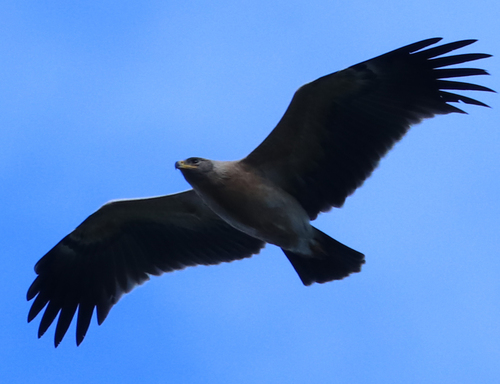 Aigle criard, jeune