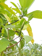 Vincetoxicum indicum
