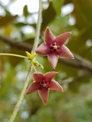 Vincetoxicum indicum