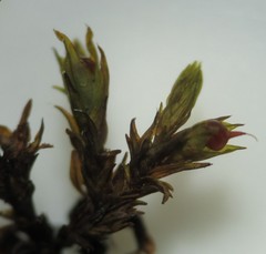 Schistidium crassipilum