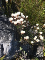 Edmondia