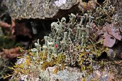 Cladonia coccifera