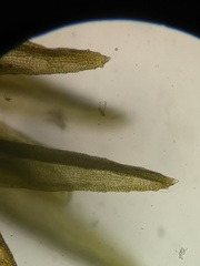 Schistidium crassipilum