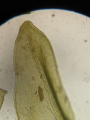 Schistidium crassipilum