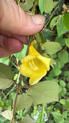 Gmelina asiatica, photograph (c) Frances Oliver, some rights reserved (CC BY)