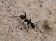 Camponotus suffusus