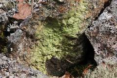 Scoliciosporum