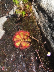 Drosera cuneifolia