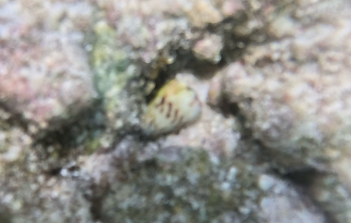 Conus sponsalis observed 2025-08-10