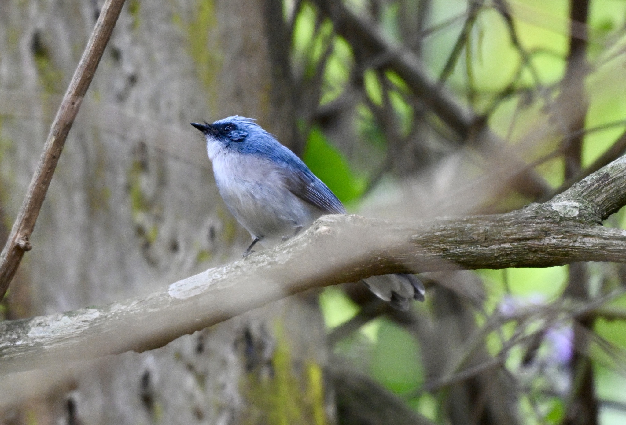 White-tailed Blue Flycatcher (Elminia albicauda), photo 1