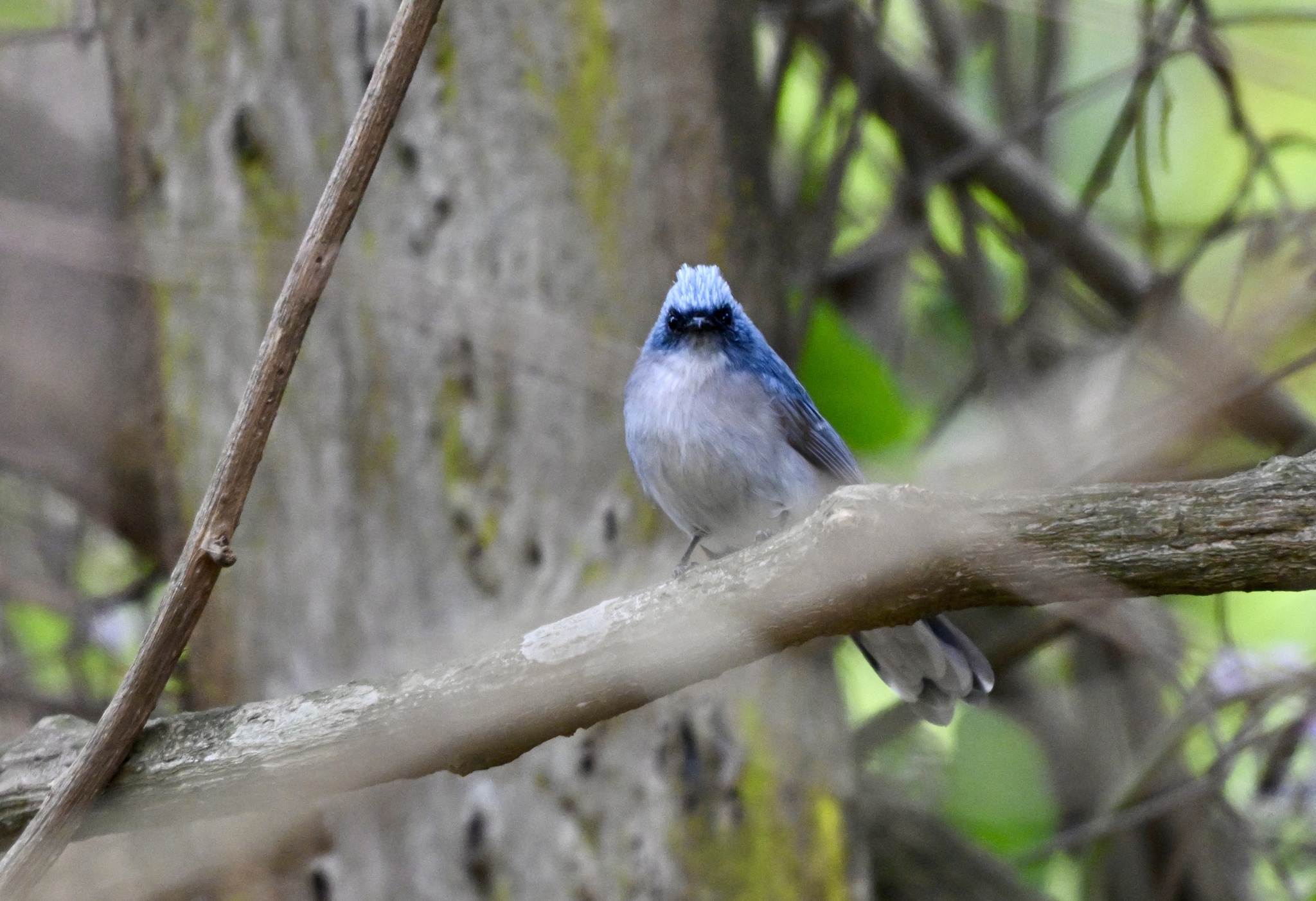 White-tailed Blue Flycatcher (Elminia albicauda), photo 2