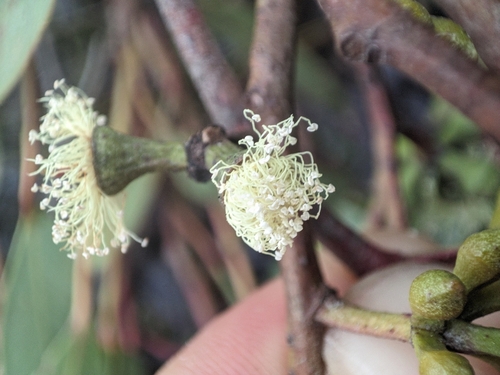 Eucalyptus youmanii observed 2025-08-08