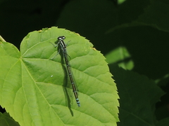 Coenagrion