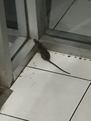 Rattus tanezumi