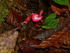 Etlingera brevilabrum