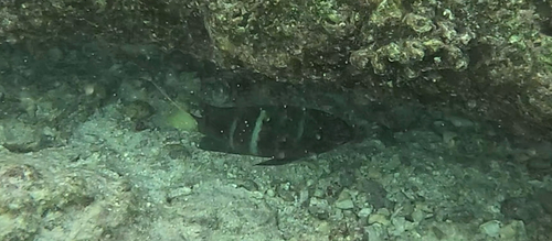 Plectroglyphidodon observed 2025-08-10