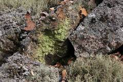 Scoliciosporum