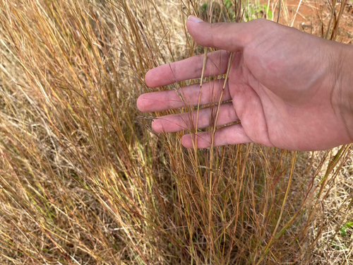 Hyparrhenia hirta observed 2025-08-10