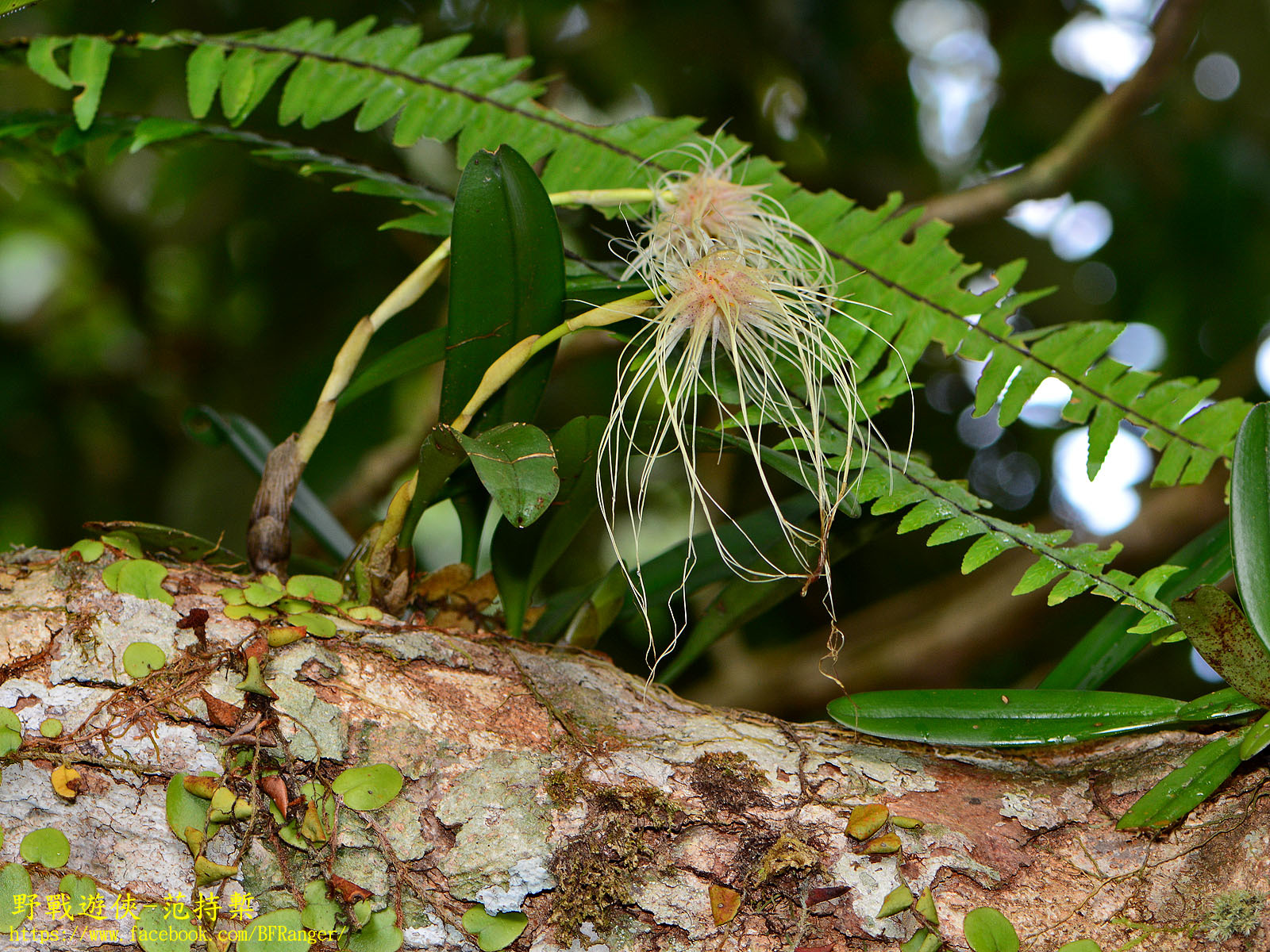 Imagem de Orquídea Medusa