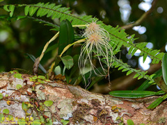 Bulbophyllum medusae