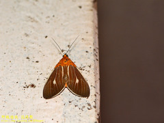 Asota producta