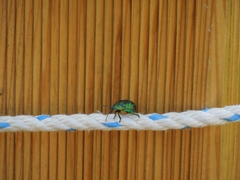 Poecilocoris splendidulus