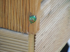 Poecilocoris splendidulus