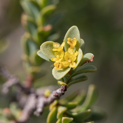 Pimelea serpyllifolia