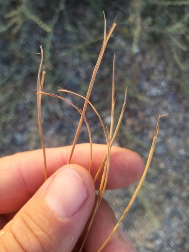 Bristletail Grass (Festuca incurva)