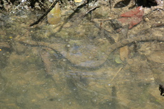 Cerberus schneiderii