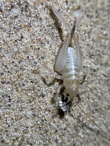 Algodones Sand Treader Cricket