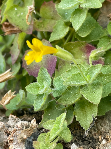 Erythranthe jungermannioides, photograph 1