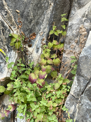 Erythranthe jungermannioides, photograph (c) Daniel J. Layton, some rights reserved (CC BY)