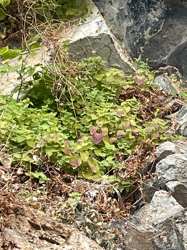 Erythranthe jungermannioides, photograph 5