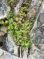 Erythranthe jungermannioides, photograph (c) Daniel J. Layton, some rights reserved (CC BY)