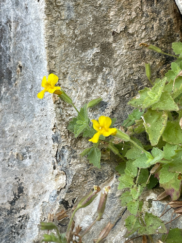 Erythranthe jungermannioides, photograph 3