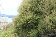 Olearia fragrantissima