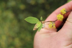 Olearia fragrantissima