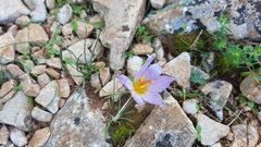 Crocus thomasii