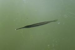 Zenarchopterus buffonis