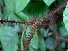 Rubus wallichianus