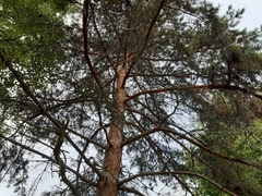 Pinus