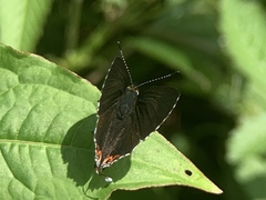 Hypolycaena thecloides