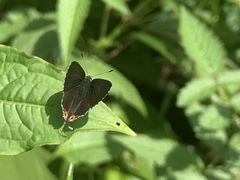 Hypolycaena thecloides